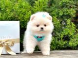 A Kalitede Secereli Show Kalitede Pomeranian Boo Yavruları