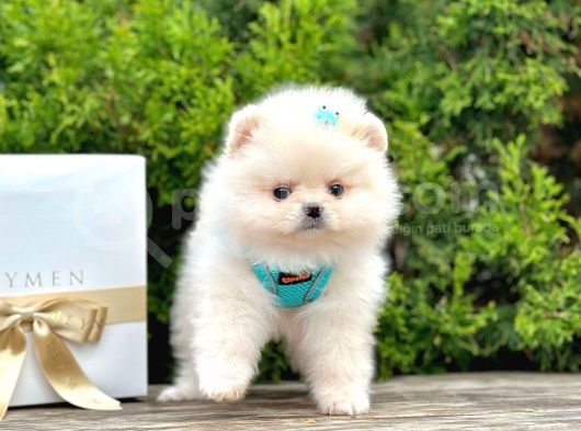 A Kalitede Secereli Show Kalitede Pomeranian Boo Yavruları görsel