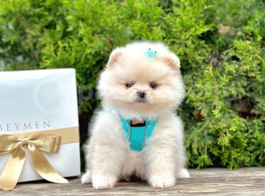 A Kalitede Pomeranian Boo Yavrumuz görsel