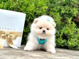 A Kalitede Pomeranian Boo Yavrumuz