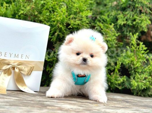 A Kalitede Pomeranian Boo Yavrumuz görsel