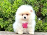Ufacık Ayıcık Surat Pomeranian Boo