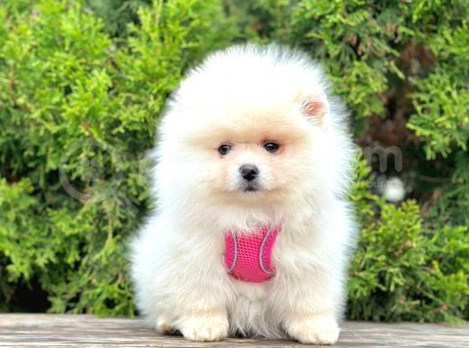 Ufacık Ayıcık Surat Pomeranian Boo