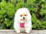 Ufacık Ayıcık Surat Pomeranian Boo
