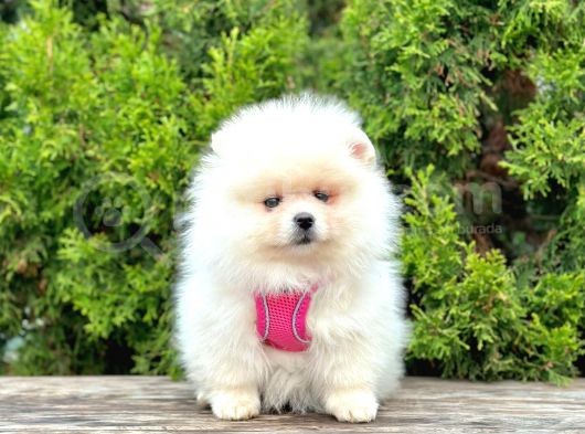 Ufacık Ayıcık Surat Pomeranian Boo görsel
