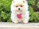 Ufacık Ayıcık Surat Pomeranian Boo