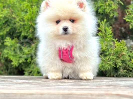 Ufacık Ayıcık Surat Pomeranian Boo görsel