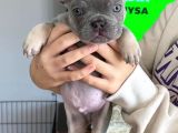 2 Aylık Erkek Lilac Tan French Buldog