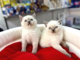Show Kali̇teye Sahi̇p Blue Poi̇nt Bri̇ti̇sh Shorthai̇r Yavrular