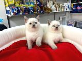 Show Kali̇teye Sahi̇p Blue Poi̇nt Bri̇ti̇sh Shorthai̇r Yavrular