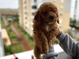 Muhteşem Tüy Yapisina Sahi̇p A Kali̇te Poodle Yavrum