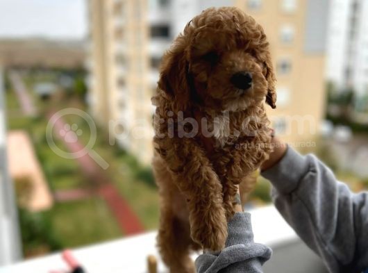 Muhteşem Tüy Yapisina Sahi̇p A Kali̇te Poodle Yavrum görsel