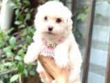 Maltese Teacup 0 Numara Di̇şi̇