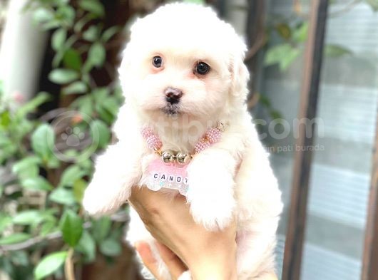 Maltese Teacup 0 Numara Di̇şi̇ görsel