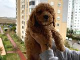 Muhteşem Tüy Yapisina Sahi̇p A Kali̇te Poodle Yavrum