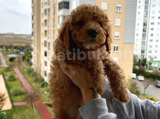 Muhteşem Tüy Yapisina Sahi̇p A Kali̇te Poodle Yavrum görsel