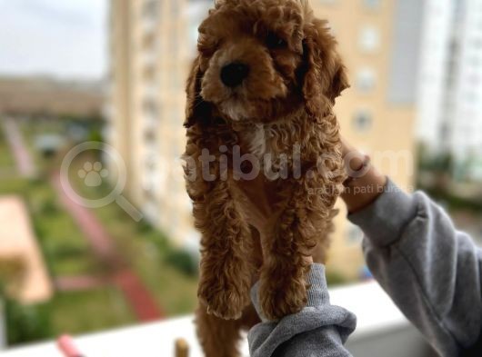 Muhteşem Tüy Yapisina Sahi̇p A Kali̇te Poodle Yavrum görsel