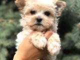 Cep Herkülü Teacup Morkie