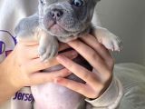 2 Aylık Erkek Lilac Tan French Buldog