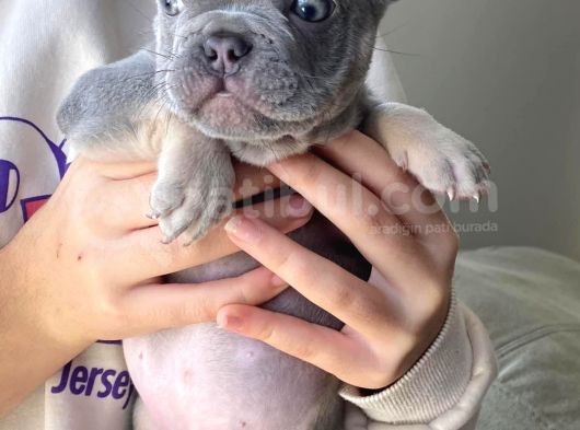 2 Aylık Erkek Lilac Tan French Buldog görsel