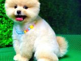 2.5 Aylık Orjinal Pomeranian Yavrular