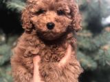 Red Toy Poodle Yavrumuz