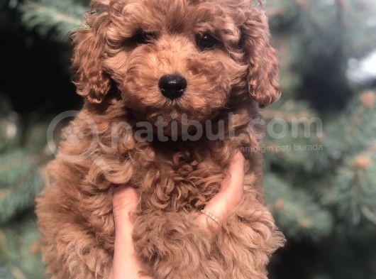 Red Toy Poodle Yavrumuz görsel