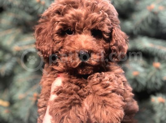 Orjinal Red Brown Toy Poodle Yavrular görsel