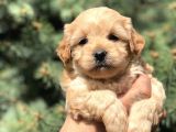Orjinal Maltıpoo