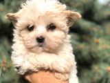 Tr En Özel Morkie Yavruları