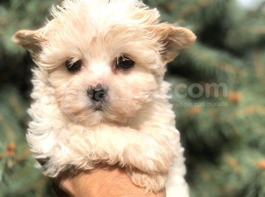 Tr En Özel Morkie Yavruları görsel