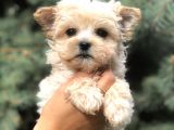 Cep Herkülü Teacup Morkie