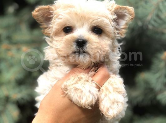 Cep Herkülü Teacup Morkie görsel