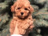 Tedyface Brown Toy Poodle