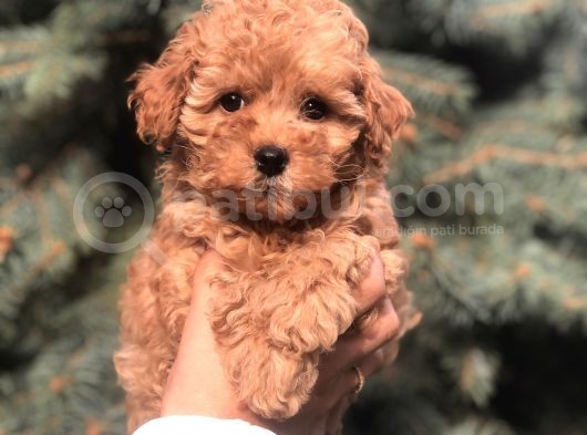 Tedyface Brown Toy Poodle görsel