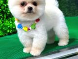 2.5 Aylık Erkek Ve Dişi Pomeranian Yavrular