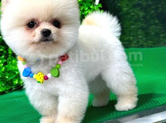 2.5 Aylık Erkek Ve Dişi Pomeranian Yavrular görsel