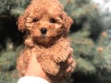 Tedyface Brown Toy Poodle