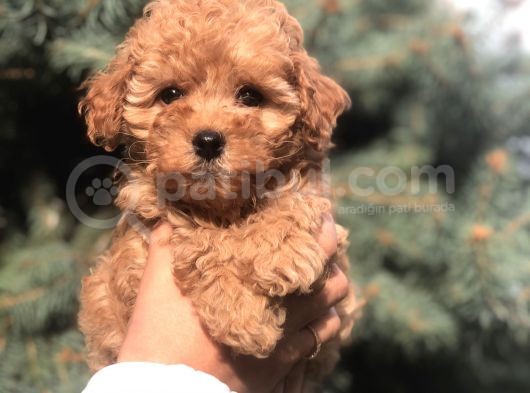 Tedyface Brown Toy Poodle görsel