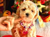 Teacup Üst Kali̇te Malti̇po Di̇şi̇