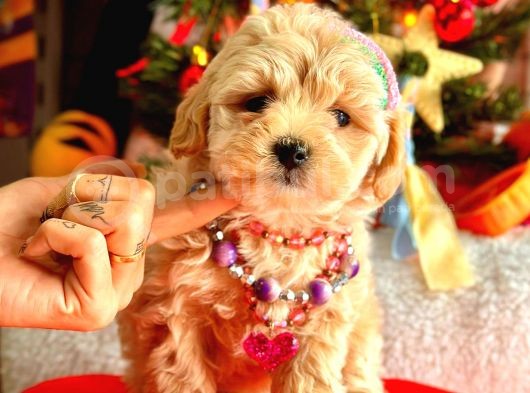 Teacup Üst Kali̇te Malti̇po Di̇şi̇