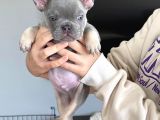 2 Aylık Erkek Lilac Tan French Buldog