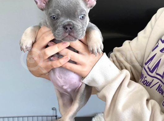 2 Aylık Erkek Lilac Tan French Buldog görsel