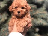 Tedyface Brown Toy Poodle