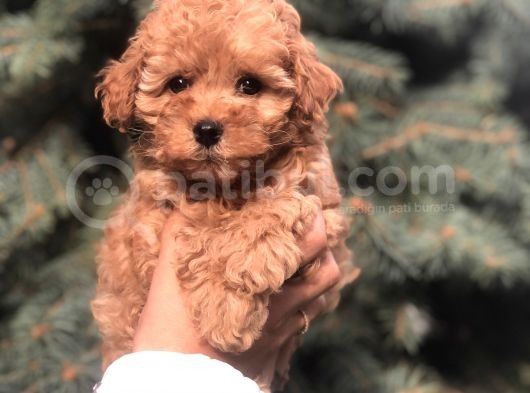 Tedyface Brown Toy Poodle görsel