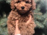 Red Toy Poodle Yavrumuz