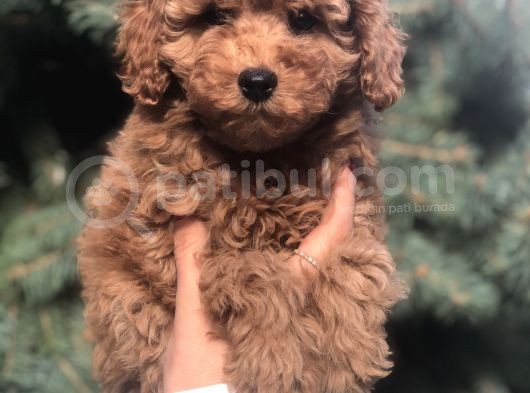 Red Toy Poodle Yavrumuz görsel