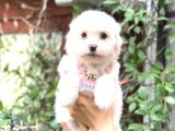 Maltese Teacup 0 Numara Di̇şi̇