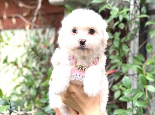 Maltese Teacup 0 Numara Di̇şi̇ görsel