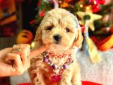 Teacup Üst Kali̇te Malti̇po Di̇şi̇